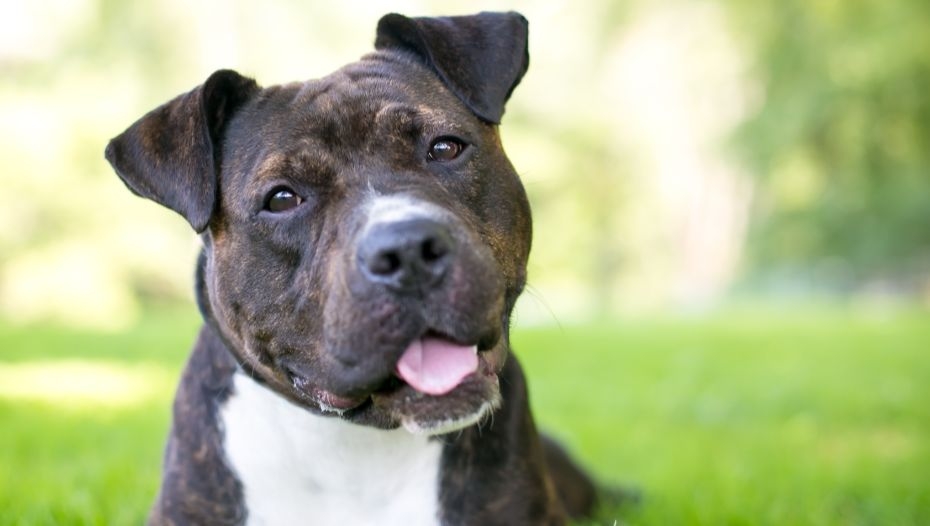 Staffordshire store terrier puppy